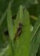 Grasshoppers and Bush-crickets: Slender Groundhopper (Tetrix subulata)